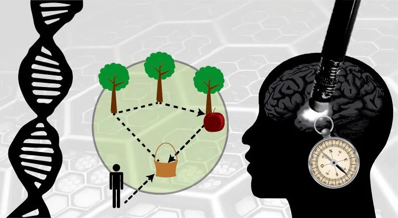 患阿尔茨海默病风险高的人有导航缺陷