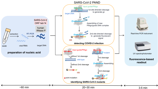 中国新冠检测重大突破：准确率100％