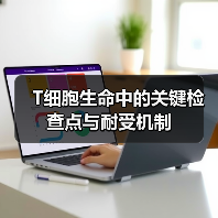 T细胞生命中的关键检查点与耐受机制（图1）