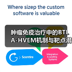 肿瘤免疫治疗中的BTLA-HVEM机制与靶点潜力（图3）