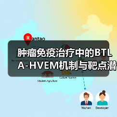 肿瘤免疫治疗中的BTLA-HVEM机制与靶点潜力（图1）