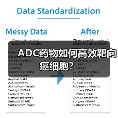 ADC药物如何高效靶向癌细胞？（图1）
