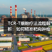 TCR-T细胞疗法流程解析:如何精准靶向肿瘤?(图2) TCR-T细胞疗法流程解析:如何精准靶向肿瘤?(图2)
