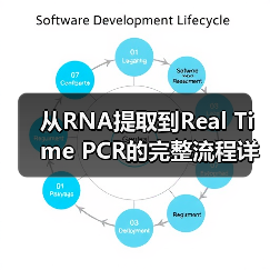 从RNA提取到Real Time PCR的完整流程详解(图2) 从RNA提取到Real Time PCR的完整流程详解(图2)