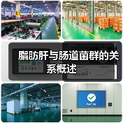 脂肪肝与肠道菌群的关系概述（图1）