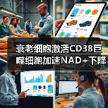 衰老细胞激活CD38巨噬细胞加速NAD+下降的机制（图1）