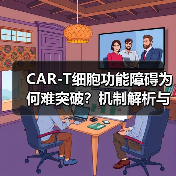 CAR-T细胞功能障碍为何难突破?机制解析与新策略(图1) CAR-T细胞功能障碍为何难突破?机制解析与新策略(图1)