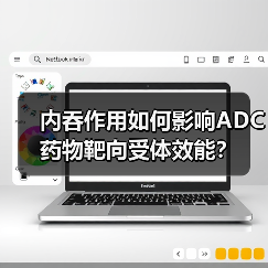 内吞作用如何影响ADC药物靶向受体效能？（图3）