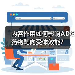 内吞作用如何影响ADC药物靶向受体效能？（图4）