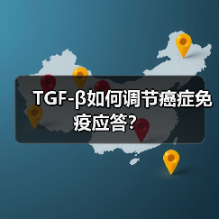 TGF-β如何调节癌症免疫应答?(图1) TGF-β如何调节癌症免疫应答?(图1)