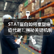 STAT蛋白如何重塑癌症代谢？揭秘关键机制（图4）
