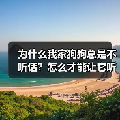 为什么我家狗狗总是不听话?怎么才能让它听我的?(图4) 为什么我家狗狗总是不听话?怎么才能让它听我的?(图4)